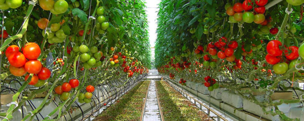 Serres à tomates