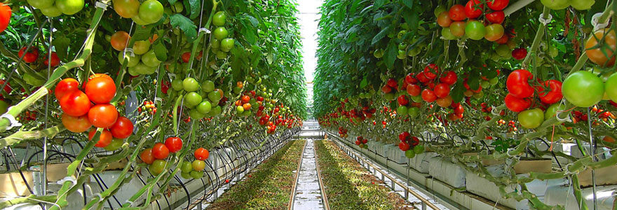 Serres à tomates